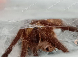 6cm OBT