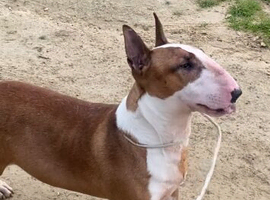 I have English bull terrier proven stud dogs