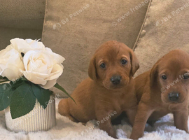 Fox Red Labrador puppies