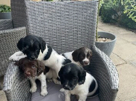 Springer spaniel KC registered