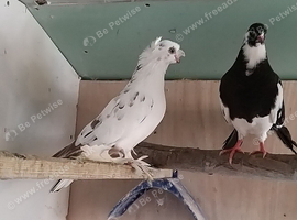 Uzbek and polish butterfly pigeons