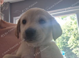 Goldador puppies