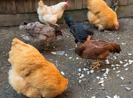 2 Buff Orpington&rsquo;s hens