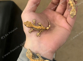 3 BEAUTIFUL BABY CRESTED GECKOS + COMPLETE EXO TERRA SETUP &pound;300