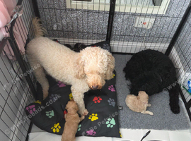 Wee teddy bears