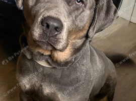 Silver and tan lab