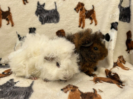 Baby Guinea pigs