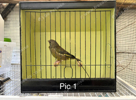 Mutation greenfinches