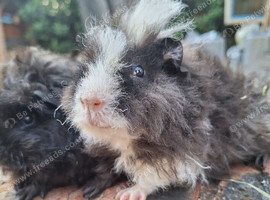2 wonderful boy guinea pigs ready now