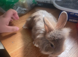 2 baby rabbits available 1 girl and 1 boy