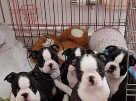 Boston terrier babies