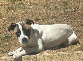 Staff x whippet pup