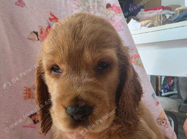 Show cocker spaniel