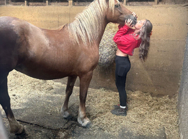 Beautiful section D mare- 14.2-15h as a happy Hacker first ridden pony
