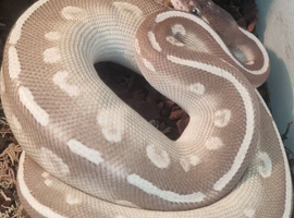 Purple Passion Male (3yo)