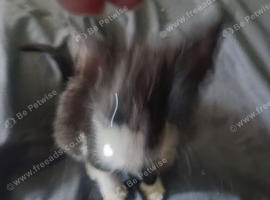 Mouse 2