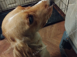 Male cockerpoo