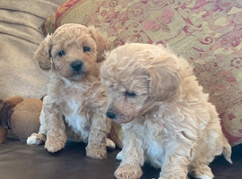 Fabulous poochon puppies