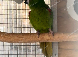 Proven hahns macaw cock bird