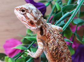 Stunning beardy babies