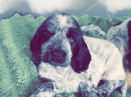 Cocker/show cocker spaniel