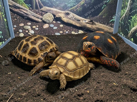 Baby Tortoises Available