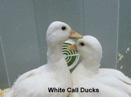 Call Ducks