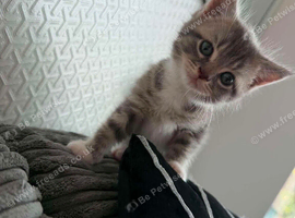 British short hair silver tabby