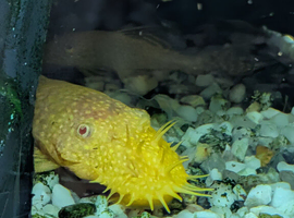 Albino Pleco 2-3 inches