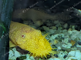 Albino BN pleco
