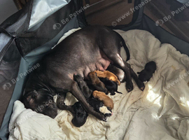 Beautiful mixed breed pups