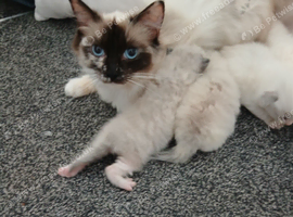 Ragdoll Kittens