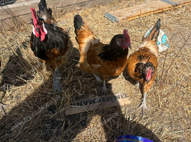 Vorwerk trio all eggs have been fertile this year