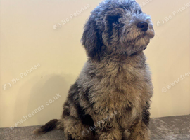 Stunning miniature poodle puppies