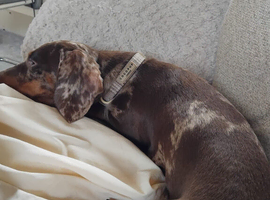 Miniature Dachshund 2 Years old (Selling Due To Being Kicked Out)