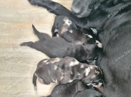 Dachshund x Labrador