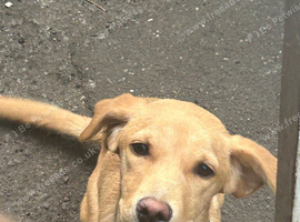 Lovely kc lab puppy