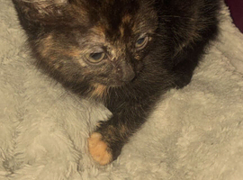 Kitten her name is shadow
