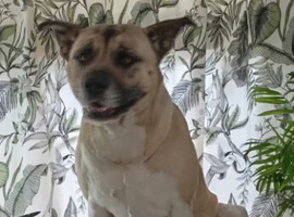 Rehome