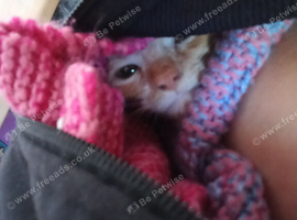 Tabby kitten ginger and white