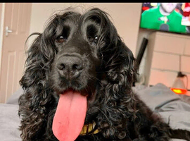 Guardian Home Opportunity &ndash; Beautiful Cocker Spaniel