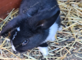 Lovely lops