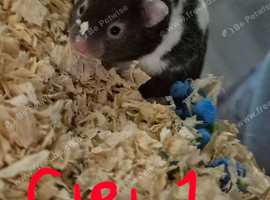 Young syrian hamsters looking for their forever homes