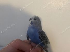 Baby hand reared budgies
