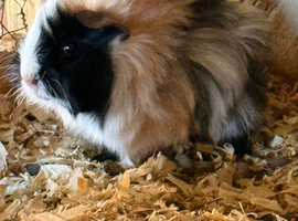 Male and female guinea pigs 25 pounds each