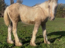 Palomino Irish cob foal to make 16hh+