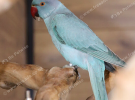 Baby Blue Ring Neck Talking Parrots, 9