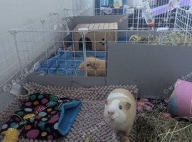 2x Male Guinea Pigs with Indoor Cage