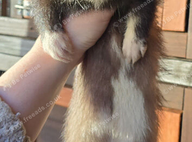Ferret hob kits