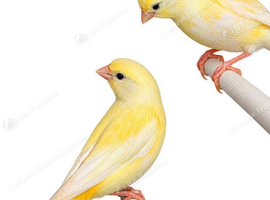 Colour canaries for sale